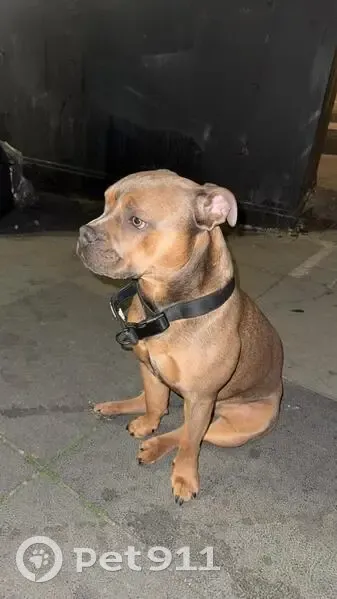 Missing dog Male, London (ul488468) - photo