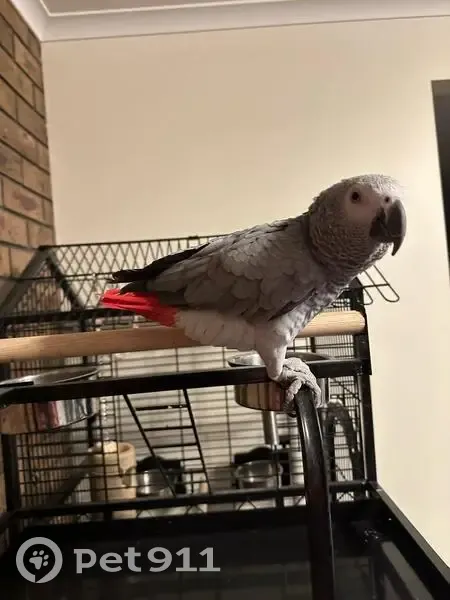 Lost bird, Player Close, Wyndham City, Hobsons Bay - African Grey, 3 years old - photo