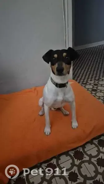 Encontrado perro macho, Calle Pabellón, 4, Caravaca de la Cruz - bodeguero obediente - photo