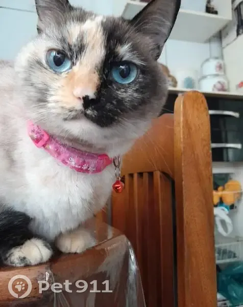 Gato desaparecido Fêmea (brl002764) - photo