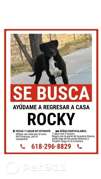 Perdido perro, Haciendas Campestre, 146, Victoria de Durango - negro con mancha blanca - photo