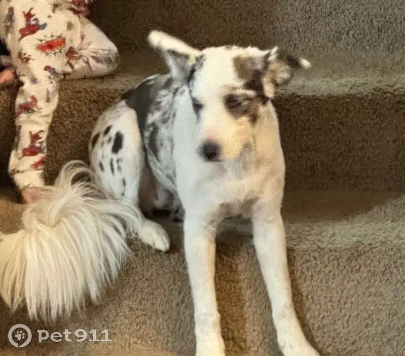 Lost dog, Ragsdale Road Northwest, Cullman - female, white and black part Aussie - photo