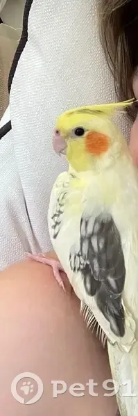 Lost bird, Brommersvlei Road, 86A, Newlands - yellow cockatiel with red cheeks - photo