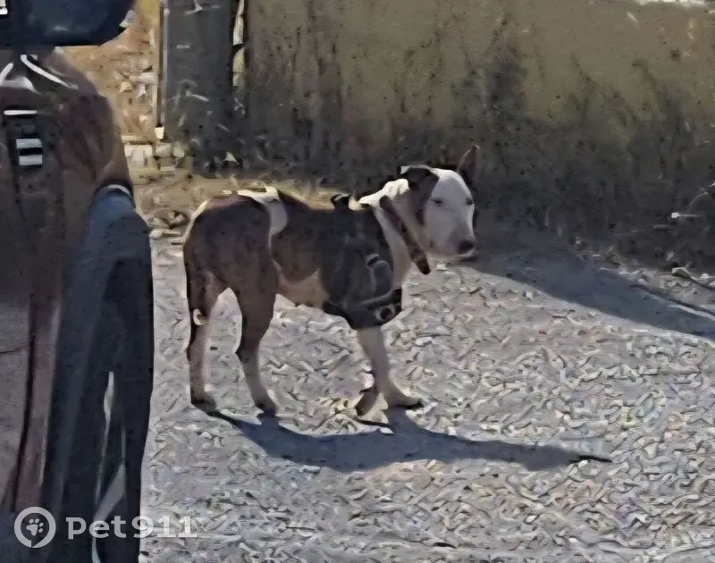 Encontrado perro, Cala Tarida, Islas Baleares - photo
