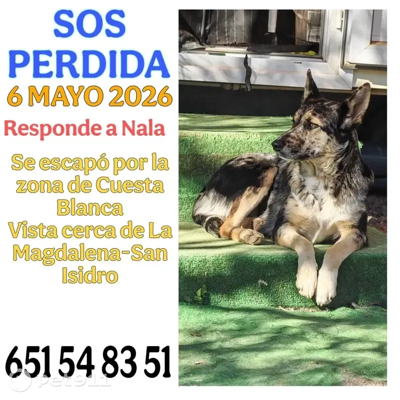 Perdido perro, Los Carriones, Cartagena - hembra dócil - photo