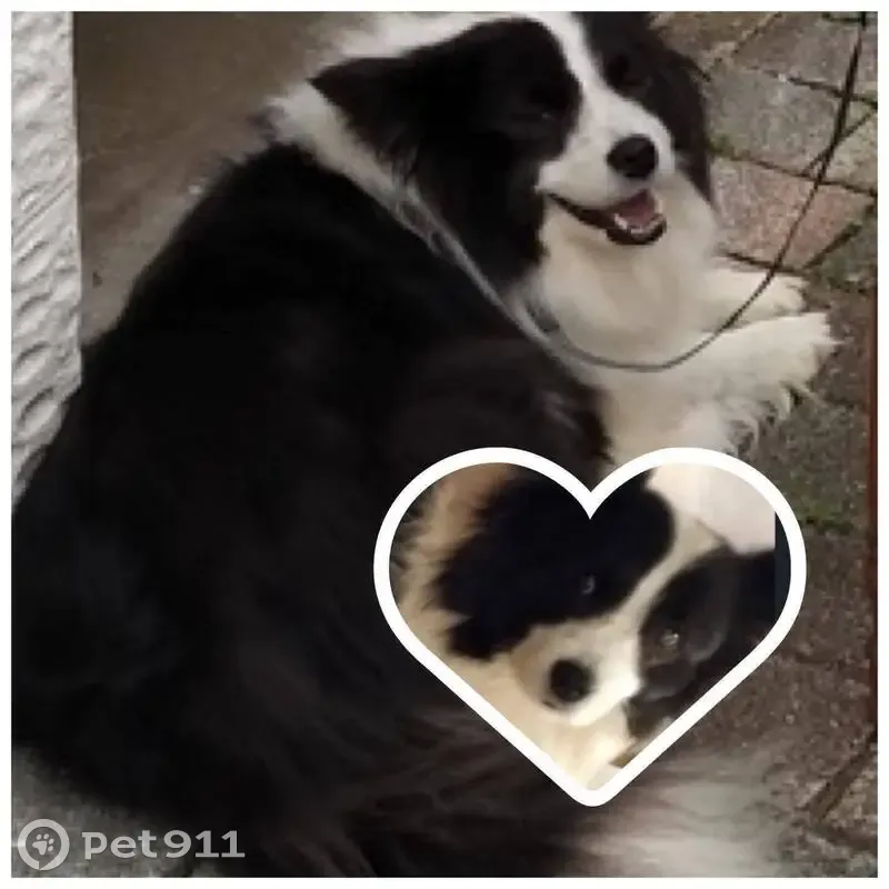 Chien perdu, Brenanvec Névez, Plonéour-Lanvern - Border Collie, noir et blanc - photo