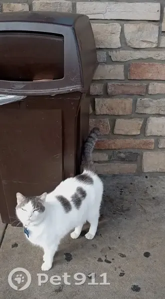 Lost cat, Beech Drive, 81, Edgewood - white with gray spots - photo