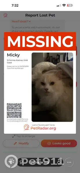Lost male cat, Cannes Avenue, Gold Coast, Brisbane - white with flame point eyes - photo