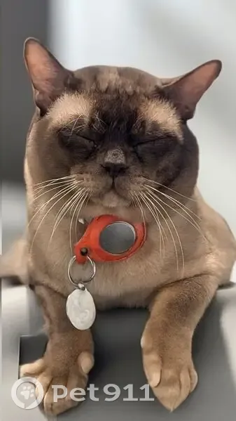 Lost cat, Catalina Drive, Hume City - Burmese, beige with dark face - photo