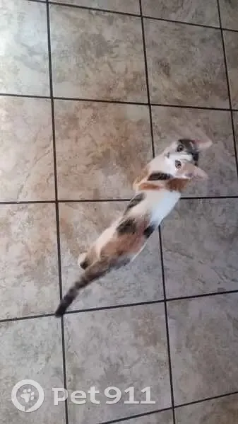Lost cat, Gay Rio Drive, Winter Gardens, Vista - heart patch on side - photo