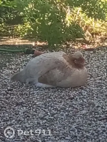 Oiseau trouvé, Allée de Cazaux, Gujan-Mestras, Paris - en errance - photo