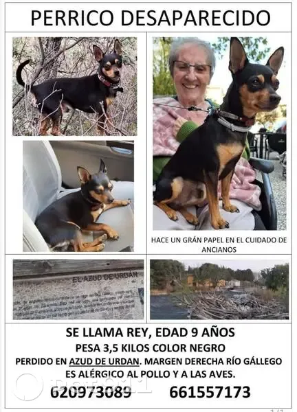 Perro perdido macho, Barrio El Comercio, Aragón, Zaragoza - negro y fuego, minipincher - photo
