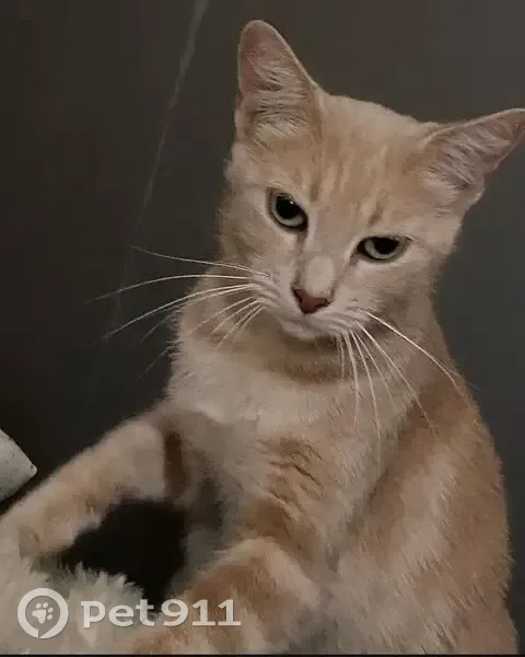 Perdu chat femelle, Quédillac, Bretagne, Paris - beige, câline mais n'aime pas être prise dans les bras - photo