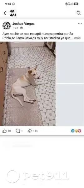 Perro perdido hembra, Carrer Fred, 57, Sa Pobla, Inca - blanca y marrón, tamaño medio - photo