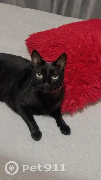 Gato desaparecido Fêmea (brl002767) - photo