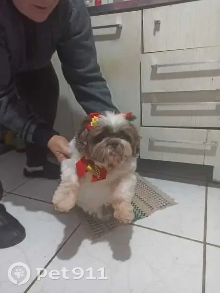 Cachorro perdido Fêmea (brl002768) - photo