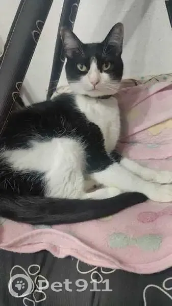 Gato desaparecido Fêmea (brl002769) - photo