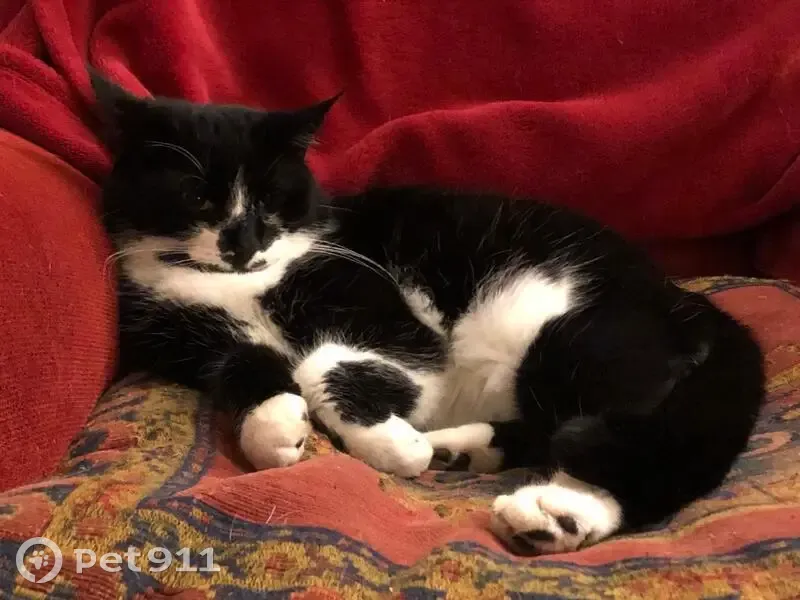 Lost cat, Chestnut Drive, 12, Ashurst, Marchwood — male, black and white, small for an adult - photo