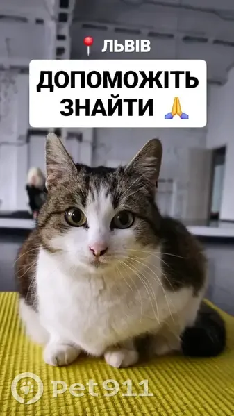 Зникла кішка, Залізнична вулиця, 20, Львів — стерилізована, реагує на імена «Пухнаста», «Маруся», «Марічка», «Пухі» - photo