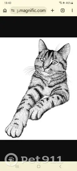 Chat perdu, Rue Colbert, Lille, Paris - petit mâle sociable - photo
