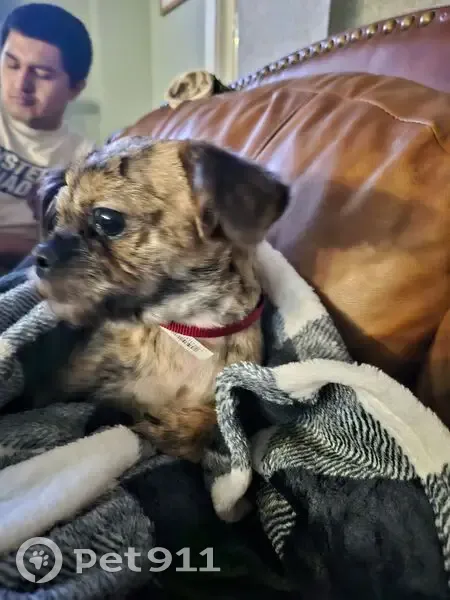Lost dog, Oak Lawn, Illinois, Northbrook - male Chihuahua mix, red collar - photo