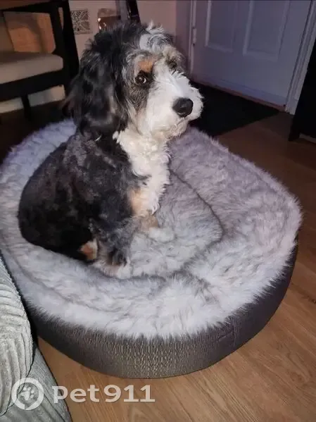 Lost dog, East 63rd Street, 1645, Long Beach - female - photo