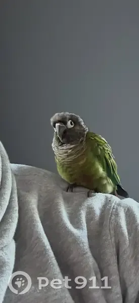 Lost bird, Palomino Place, 1, Tinton Falls - male conure - photo