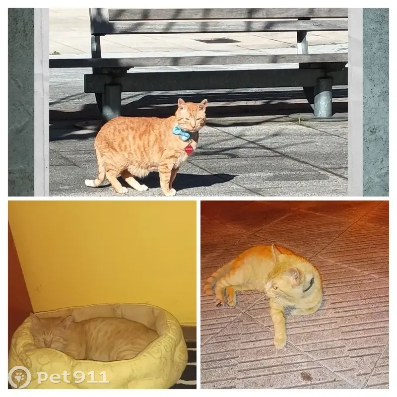 Perdido gato macho, Calle de San Martín, 3, Valladolid - color naranja, ojos verdes - photo