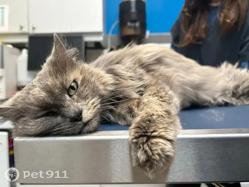 Chat trouvé, Rue Louis Barthou, 6, Vaucresson - femelle - photo
