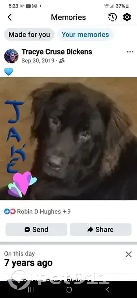 Lost dog, Seminary-Williamsburg Road, 767, Liberty, Collins - male, black, blind in one eye - photo