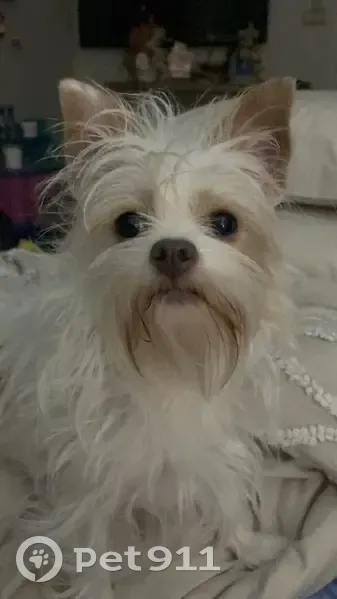 Missing dog Female, Pakenham (al496225) - photo