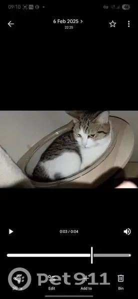 Lost cat, Raynham Terrace, London - white fur across her eyes, affectionate - photo