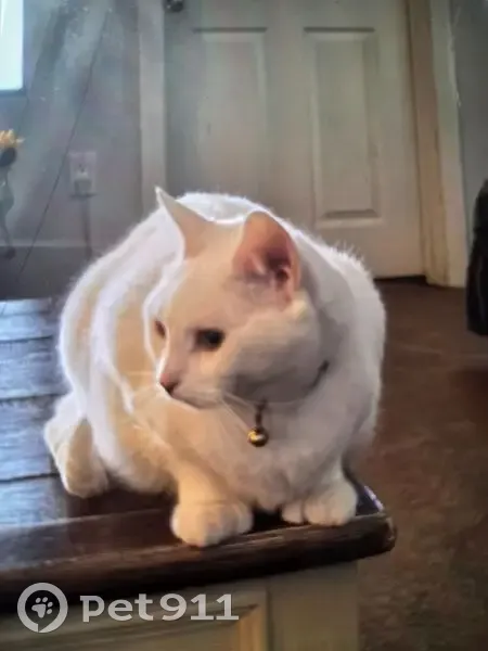 Lost cat, Pond Road, 95, New Gloucester, Auburn - female with white fur and green eyes - photo