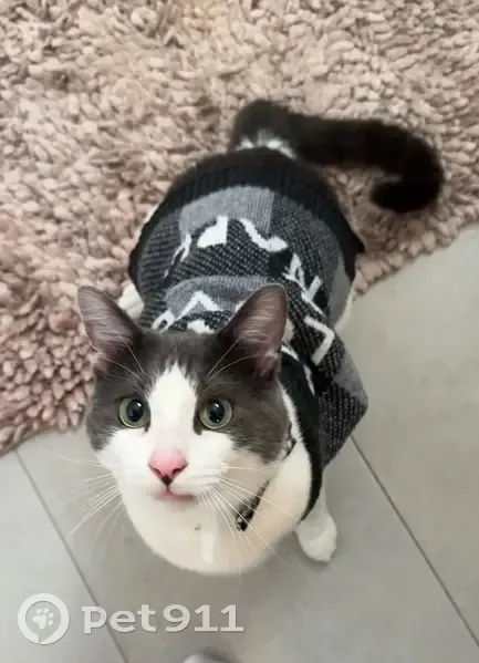Lost cat, Little Hampton Lane, 708, Gotha - male, white and gray spots - photo