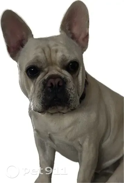 Lost dog, Longbay Boulevard, 8152, Ballentine Manor, Sarasota - female - photo