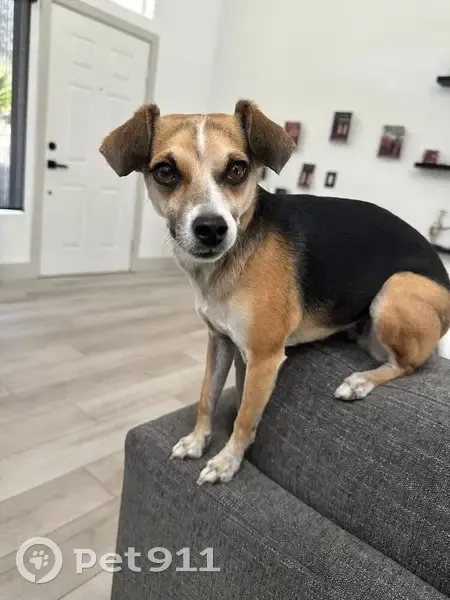 Lost dog, Grand Montecito Parkway, 7061, Las Vegas - female tri-color chihuahua beagle mix, microchipped - photo