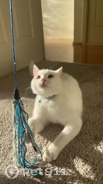 Lost cat, King Street, 29, Clarence City, Hobart - male, white, no collar - photo