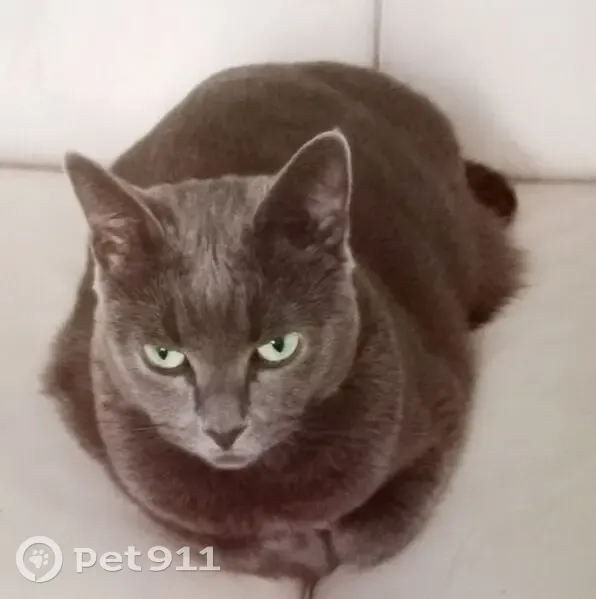 Lost cat, Shelley Close, 13, Newcastle, Melbourne - female Russian Blue, very friendly - photo