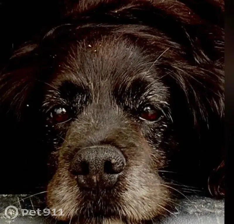 Perro perdido macho, Barrio Lategui, Urnieta, San Sebastian - negro, 13 años, ve mal y algo sordo - photo