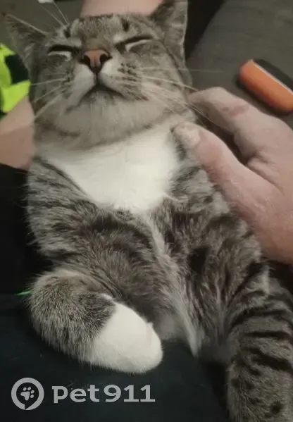 Lost cat, Leo Street, 14, Merri-Bek City, Melbourne - male, grey tabby with white socks - photo