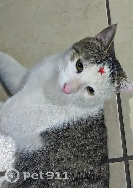 Gato perdido macho, De los Salix, 40, Hermosillo - un ojo parece más grande que el otro - photo