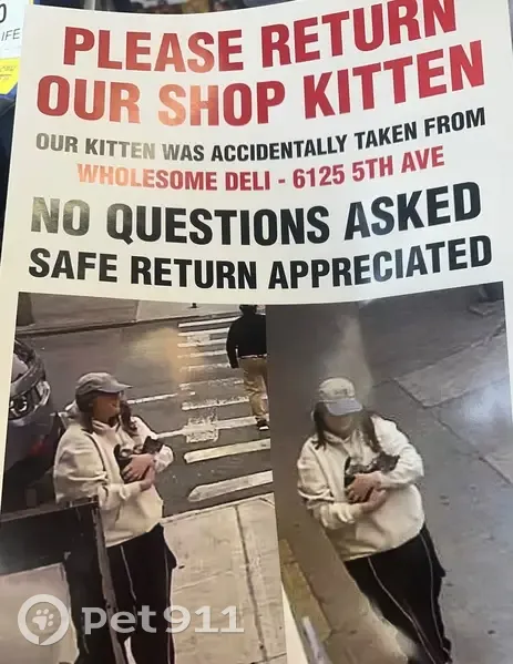 Lost cat, 61st Street, 505, Brooklyn - white paws, white neck - photo