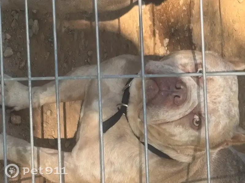 Lost dog, Koon Road, 924, Chapin - photo
