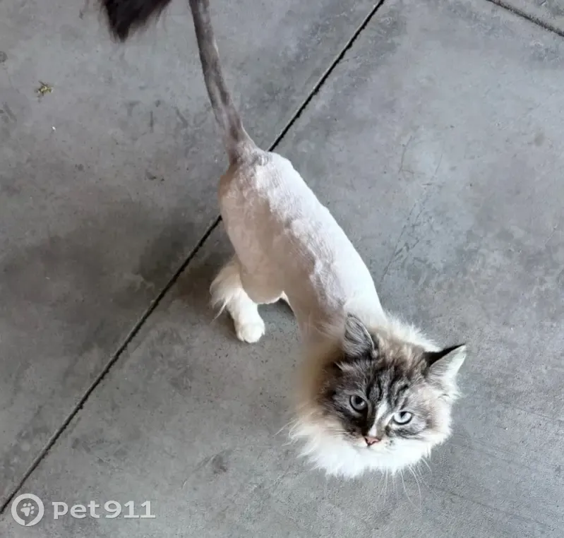 Lost cat, Mountain Oak Court, 753, Park City, San Jose - male, lion cut - photo