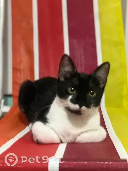 Gato desaparecido Fêmea (brl002770) - photo