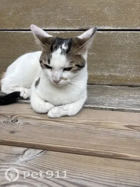 Trouvé chat femelle, Allée du Verger, 12, Roissy-en-France, Paris - jeune chatte en bonne santé - photo