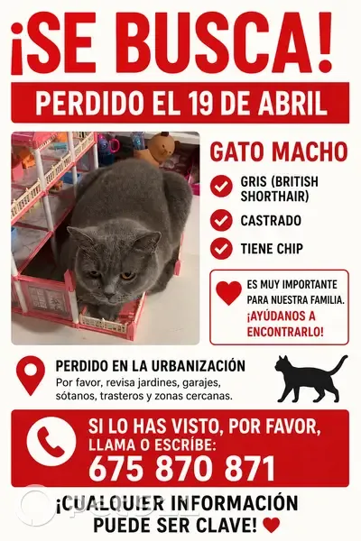 Perdido gato macho, Calle Jaén, Torrevieja - castrado con microchip - photo