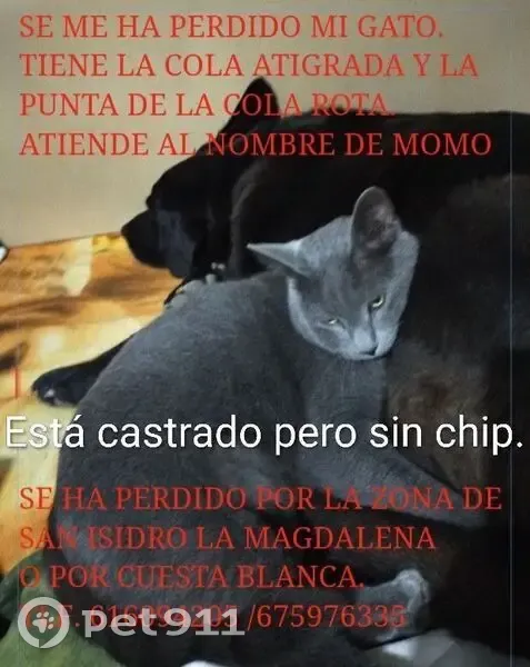 Perdido gato macho, Caserio del Puente, 1, Cartagena - gris, con la cola atigrada y la punta un poco rota - photo