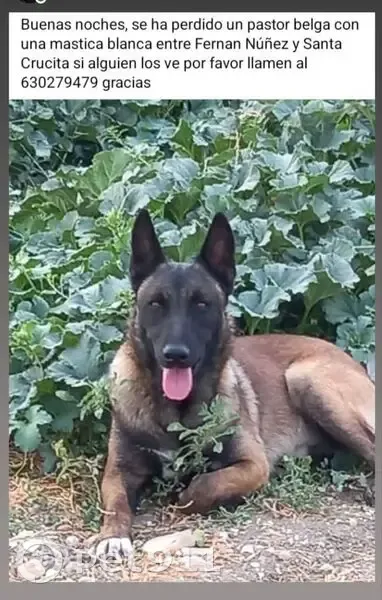 Perro perdido macho, Fernán Núñez, Montilla - pastor belga malinois marrón oscuro con una mano blanca - photo