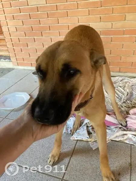 Cachorro encontrado Macho (brf002773) - photo